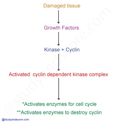 Cell cycle regulation, control of cell division, telomeres, Cyclin-Dependent Kinasesn growth factors, Cell cycle check points, G1 phase, G2 phase, S phase